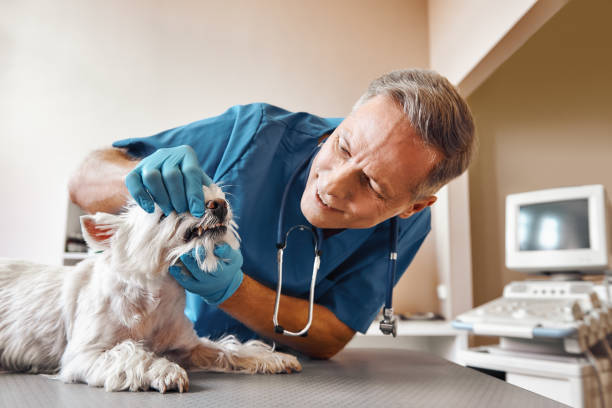 Best Emergency Dental Care for Trauma or Injury in Dillon, SC